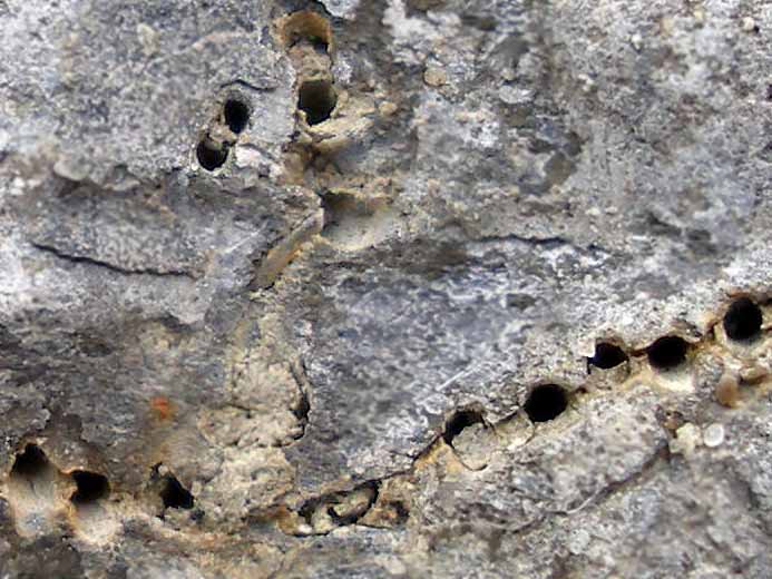 ichnofossile: biorosion de coquille fossile du jurassique Boulonnais